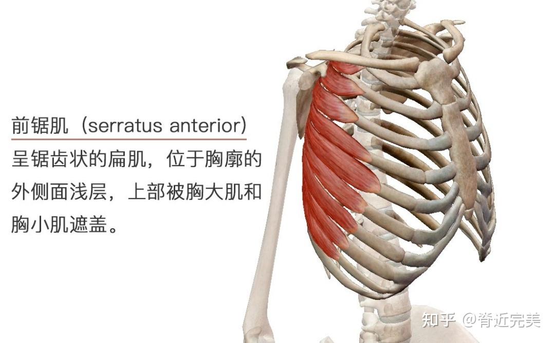 消失的鲨鱼肌之「前锯肌」 - 知乎