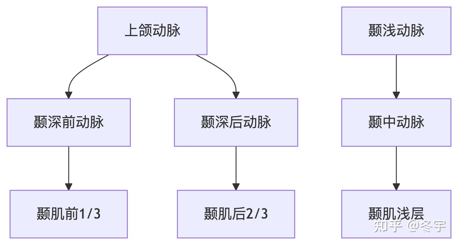 颞肌血供 - 知乎
