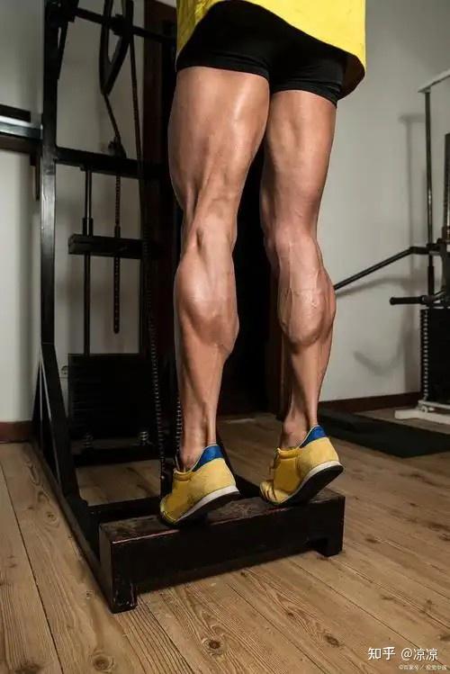 腿部肌肉的作用是否被夸大?
