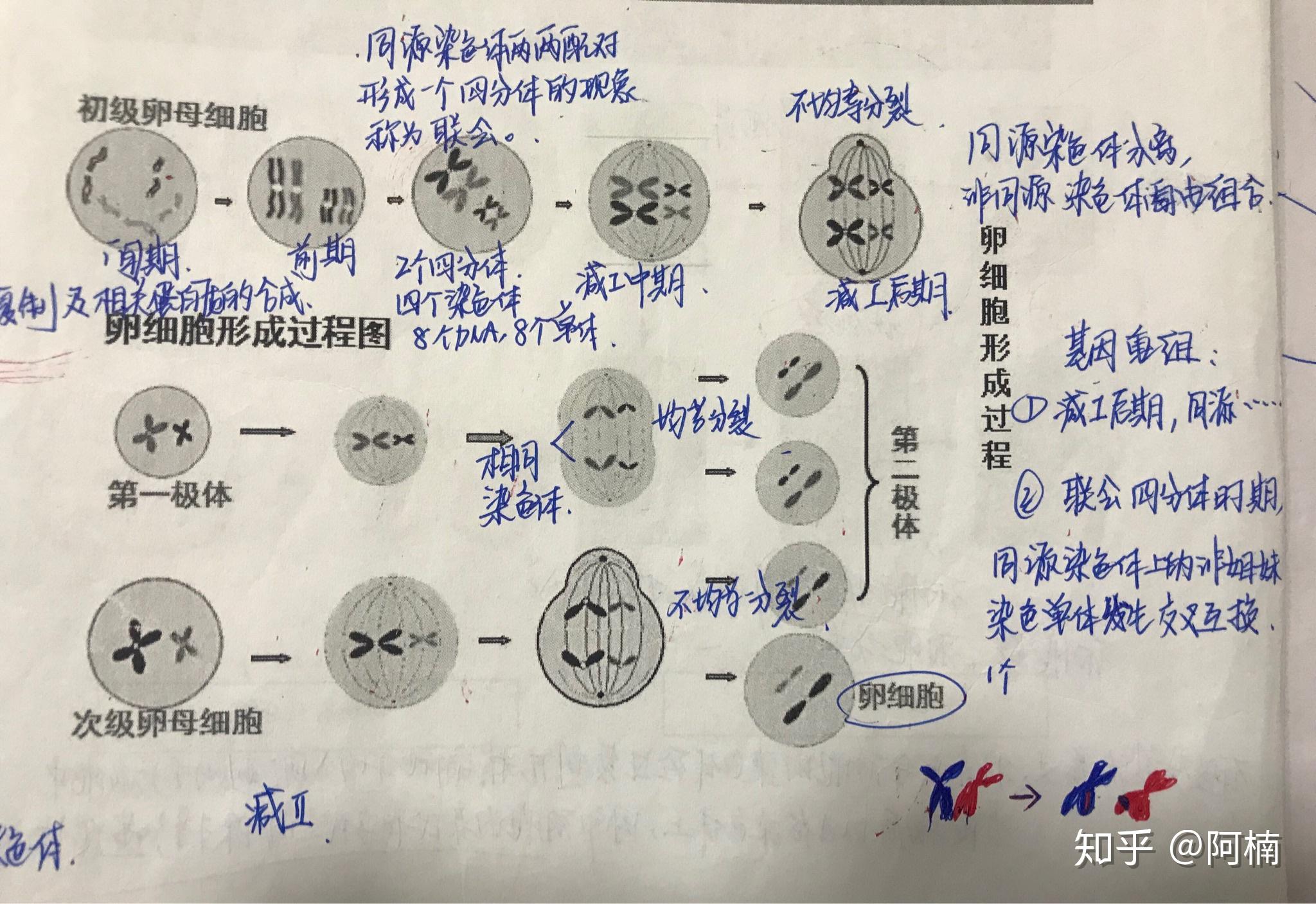 姐妹染色单体图解图片