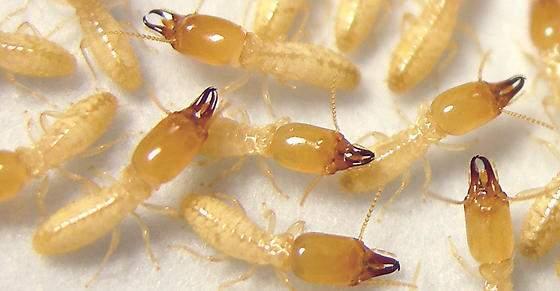 【动物界全系列】等翅下目—鼻白蚁科(上):散白蚁