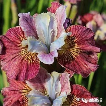 Iris 鸢尾——以彩虹女神命名的花儿不仅是蓝色的 - 知乎