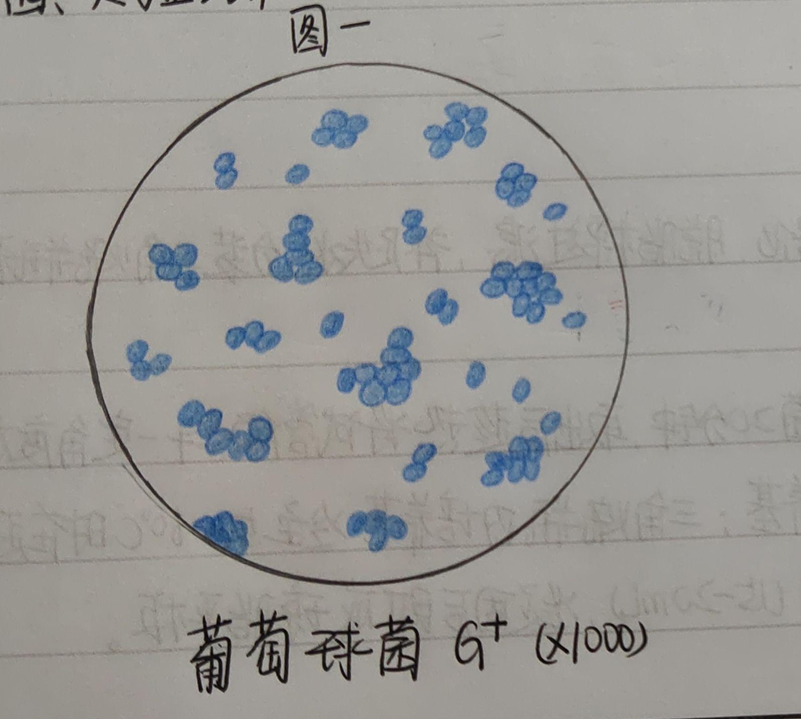 球菌红蓝绘图图片