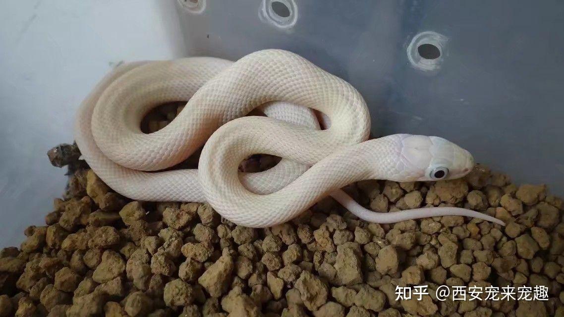 想养条纯白的蛇推荐白娘娘还是暴风雪