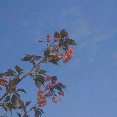 有没有什么惊艳的微信头像?-特别惊艳到人的微信头像