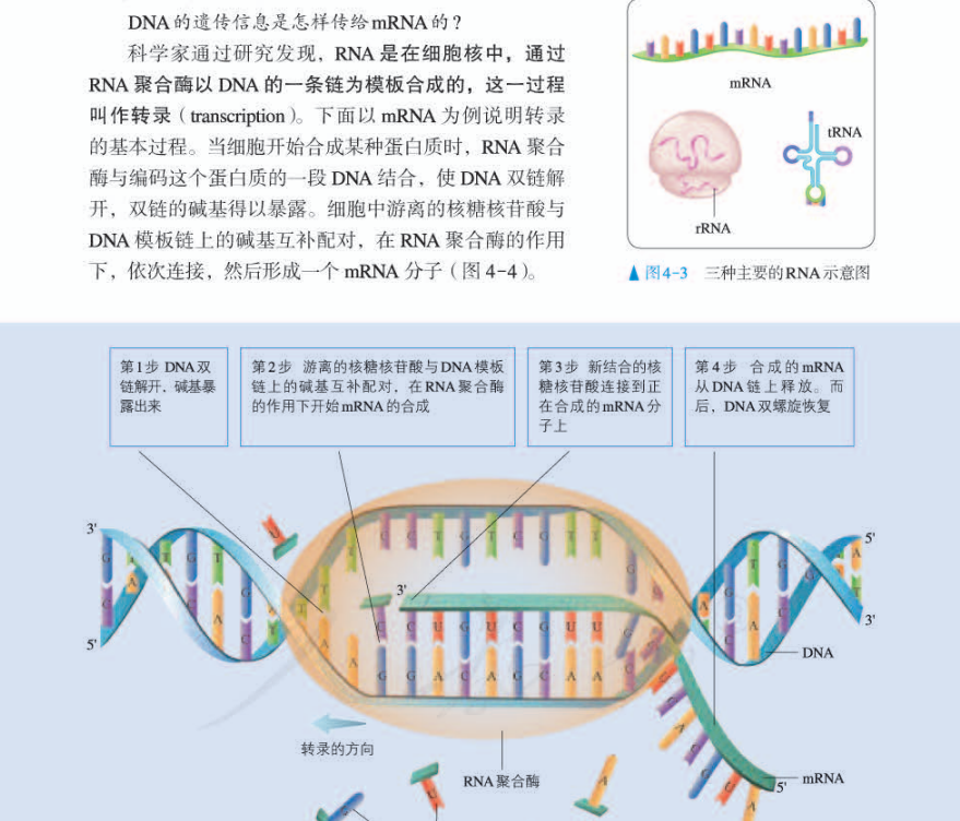 转录过程图图片