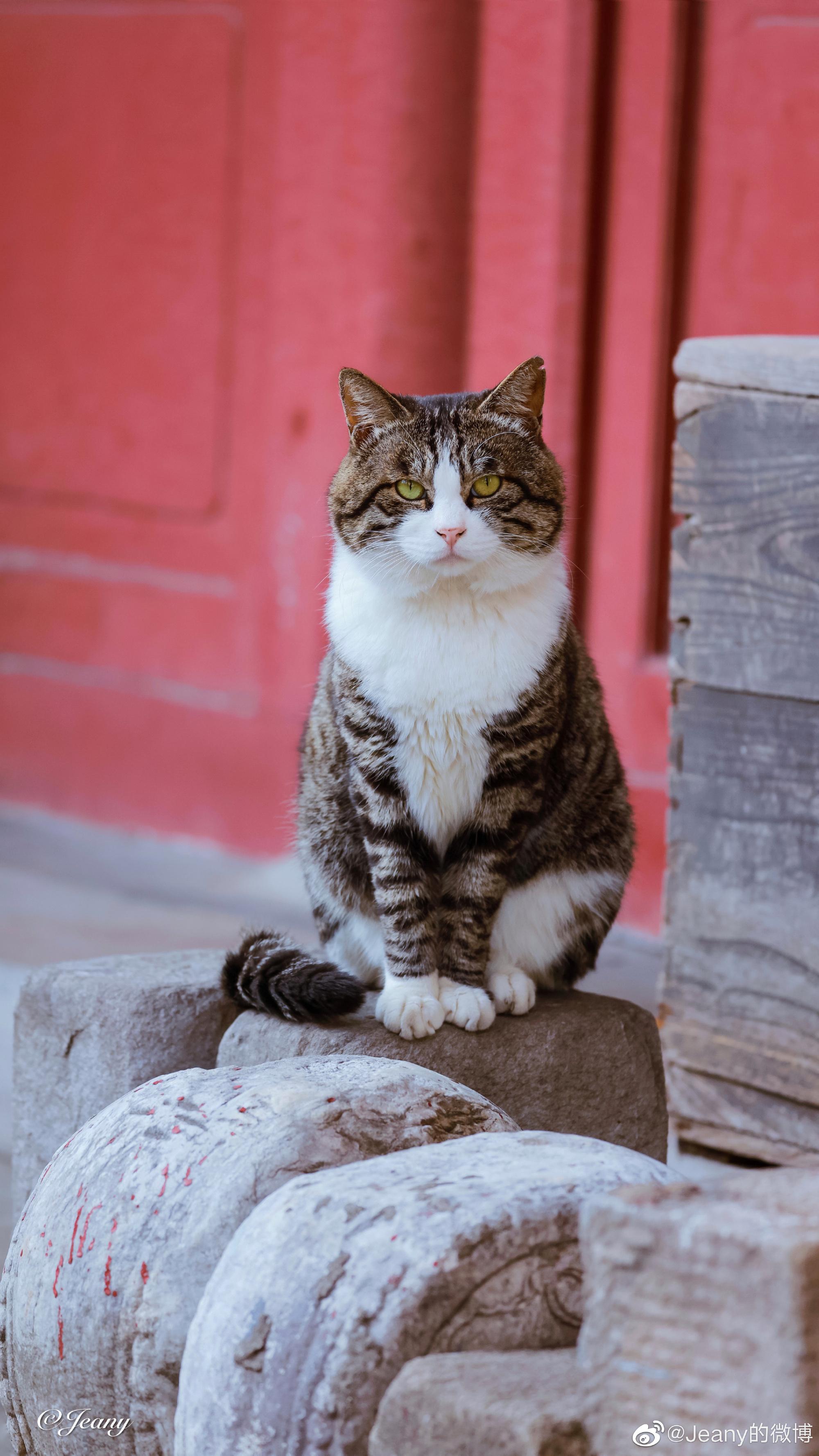 可以给我看看你们的猫咪壁纸/屏保/桌面吗? - 知乎