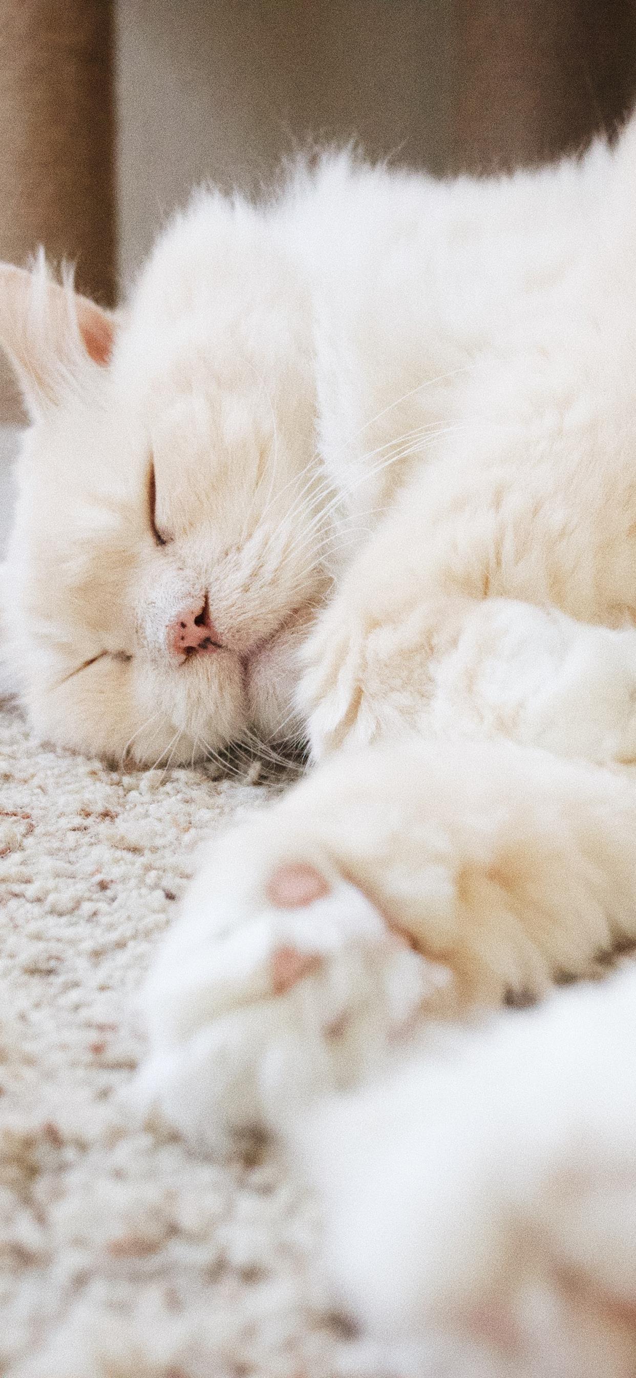 有没有这种类型的猫咪壁纸推荐呀