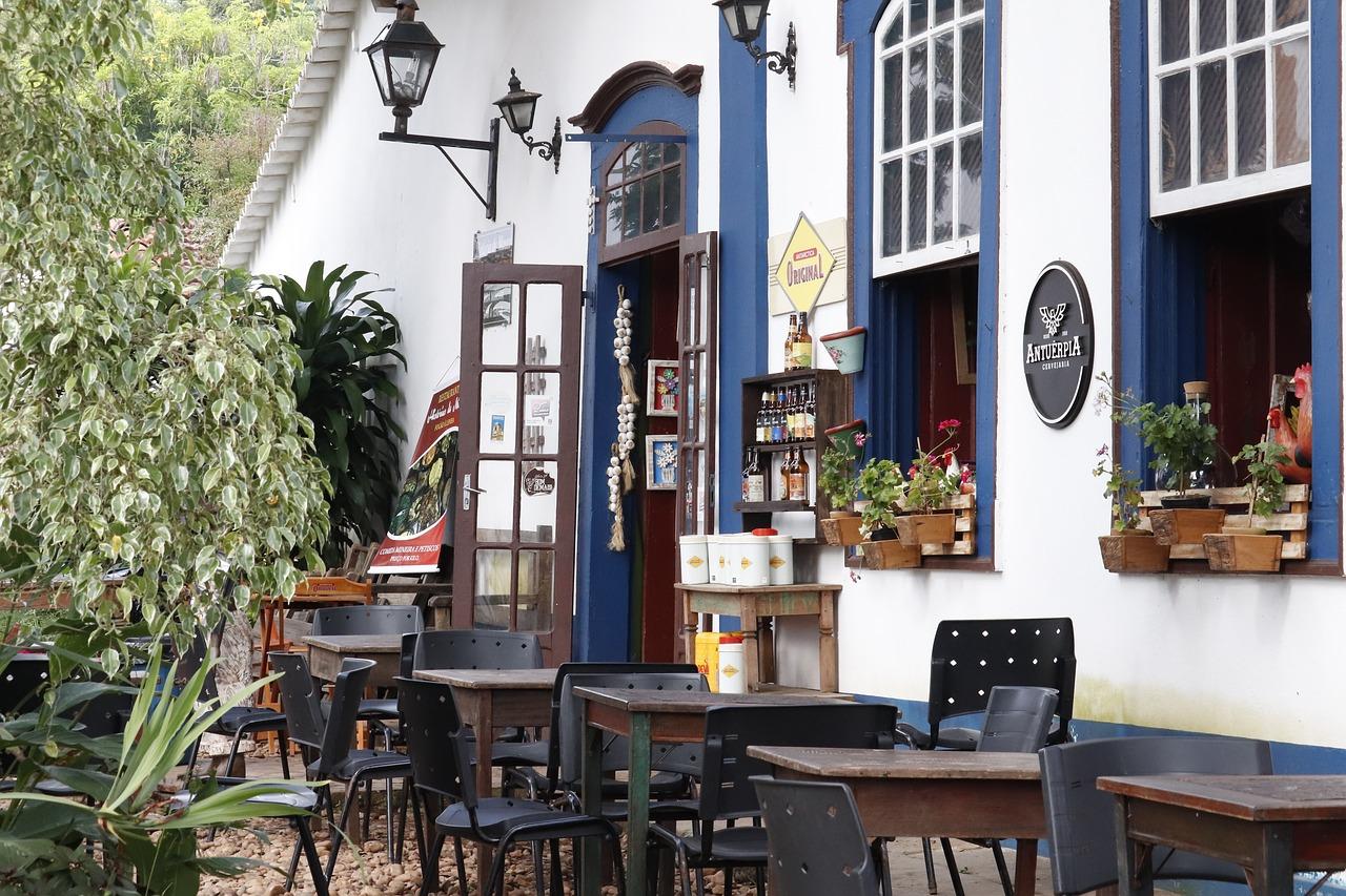 巴西松子树长什么样