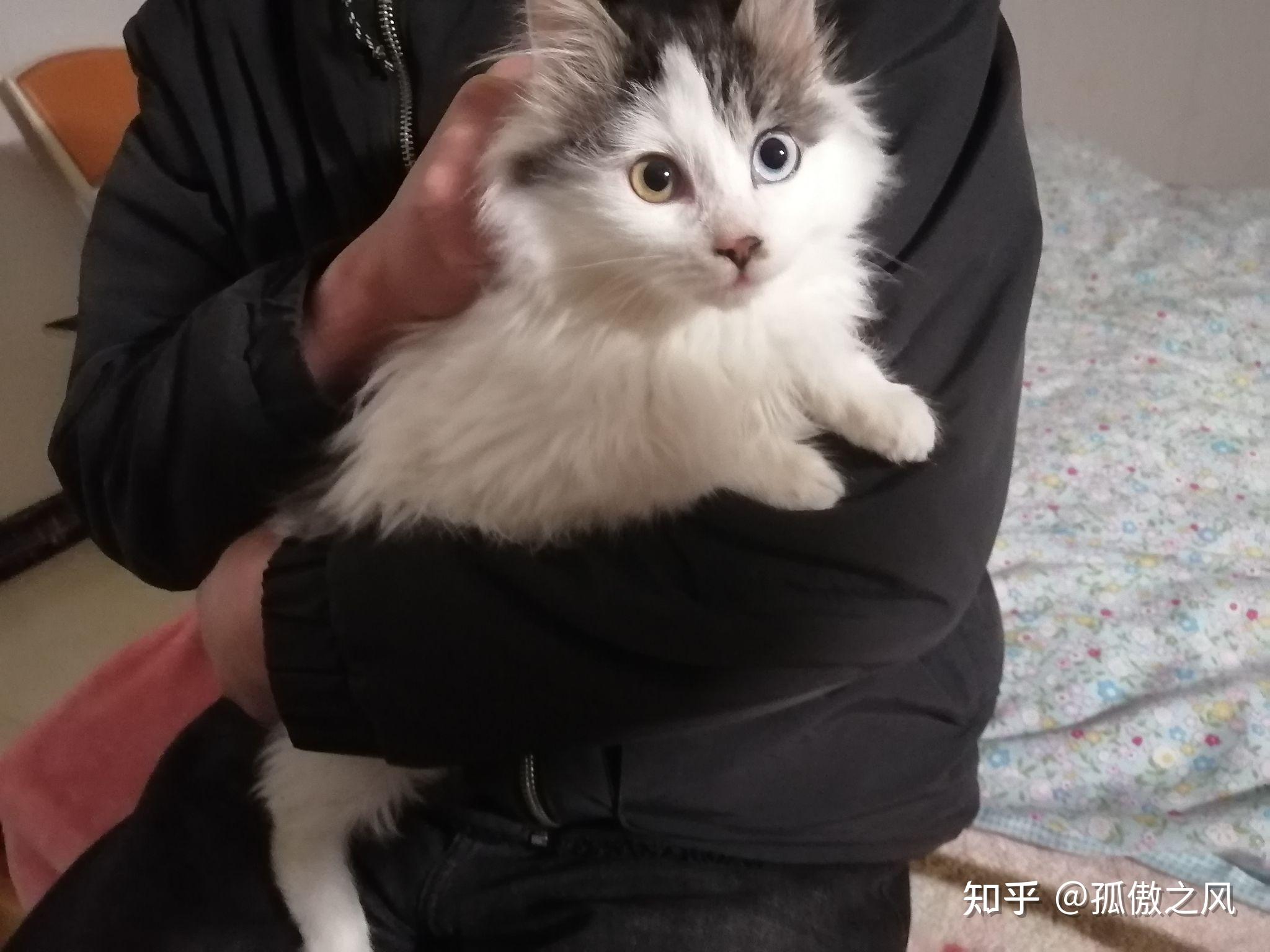 布偶和狮子猫串串是什么样子呀