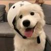 野犬