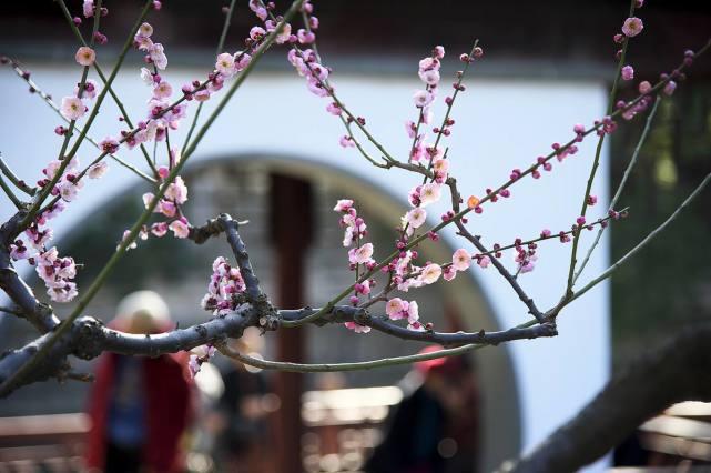 「遙知不是雪,為有暗香來」中的「為」怎麼讀? - 知乎