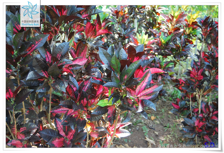 变叶木（Codiaeum variegatum (L.) Blume） - 知乎