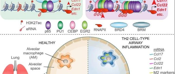 免疫学顶刊Immunity丨IL-4 极化巨噬细胞的表观遗传状态使对 TLR 配体的协同反应延长 - 知乎