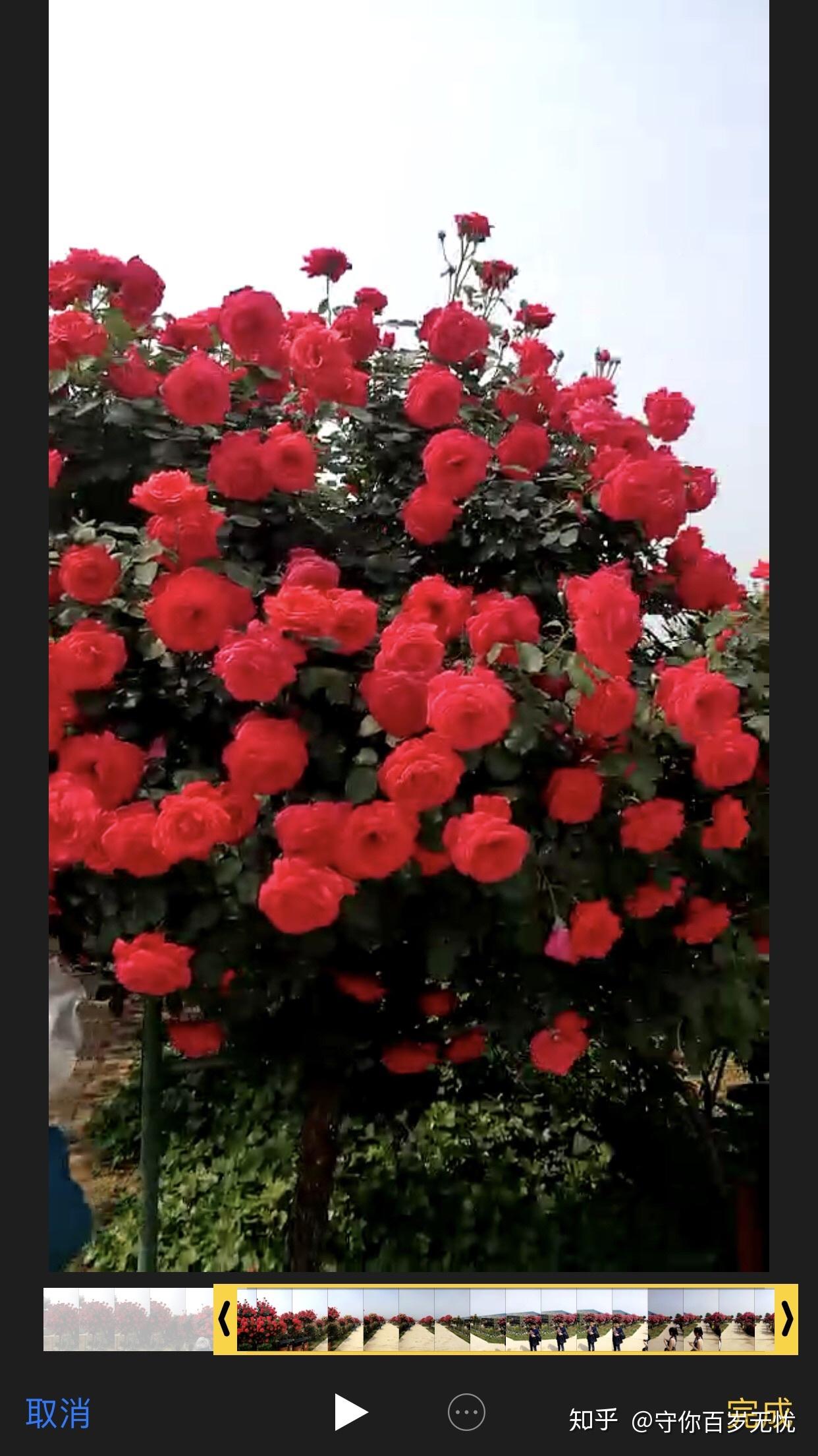 如何评价天狼姜正之推出的小型树月季棒棒糖