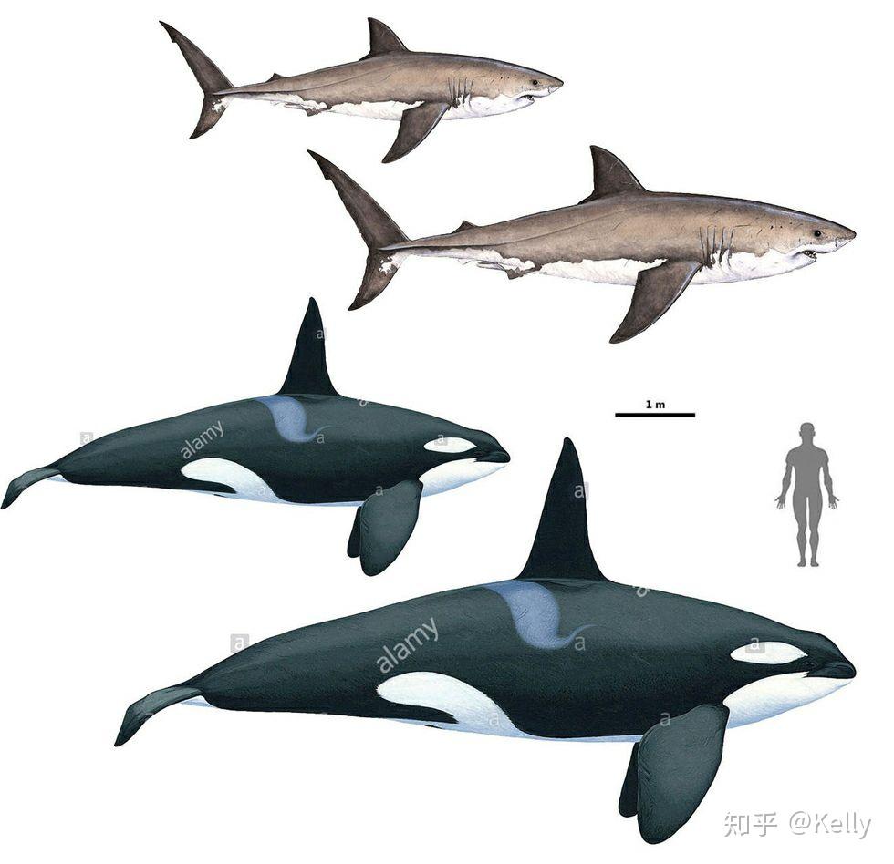 虎鲸和大白鲨打架谁厉害