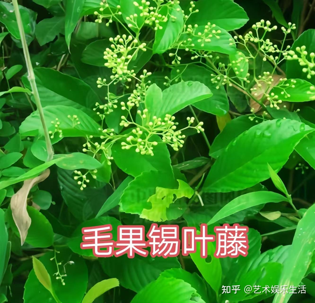 五片叶子的植物都有哪些？ - 知乎