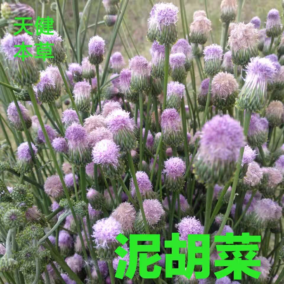 这朵花它是叫什么名字? - 知乎