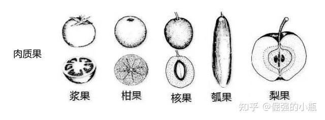 帝都自考 03037必 药用植物学上5~8章笔记 - 知乎