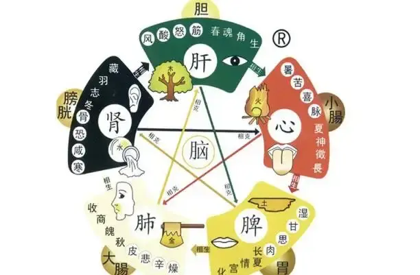 中医学课堂三——中医学的正常人体观（脏腑学说之五脏关系） - 知乎