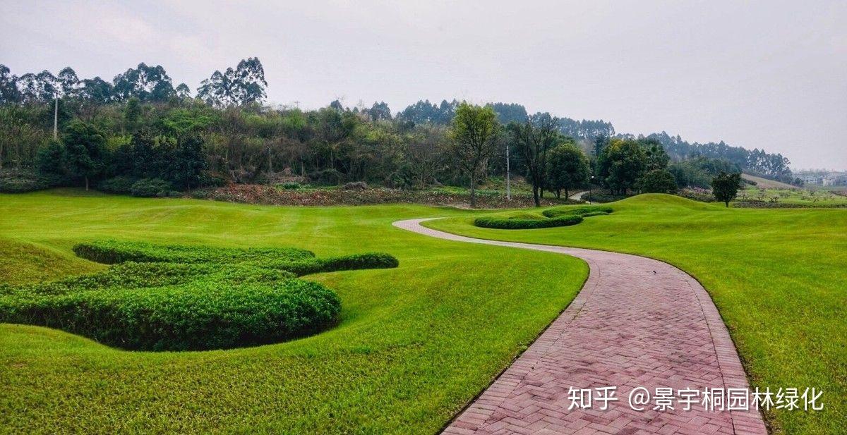 绿化草坪基地哪家更好