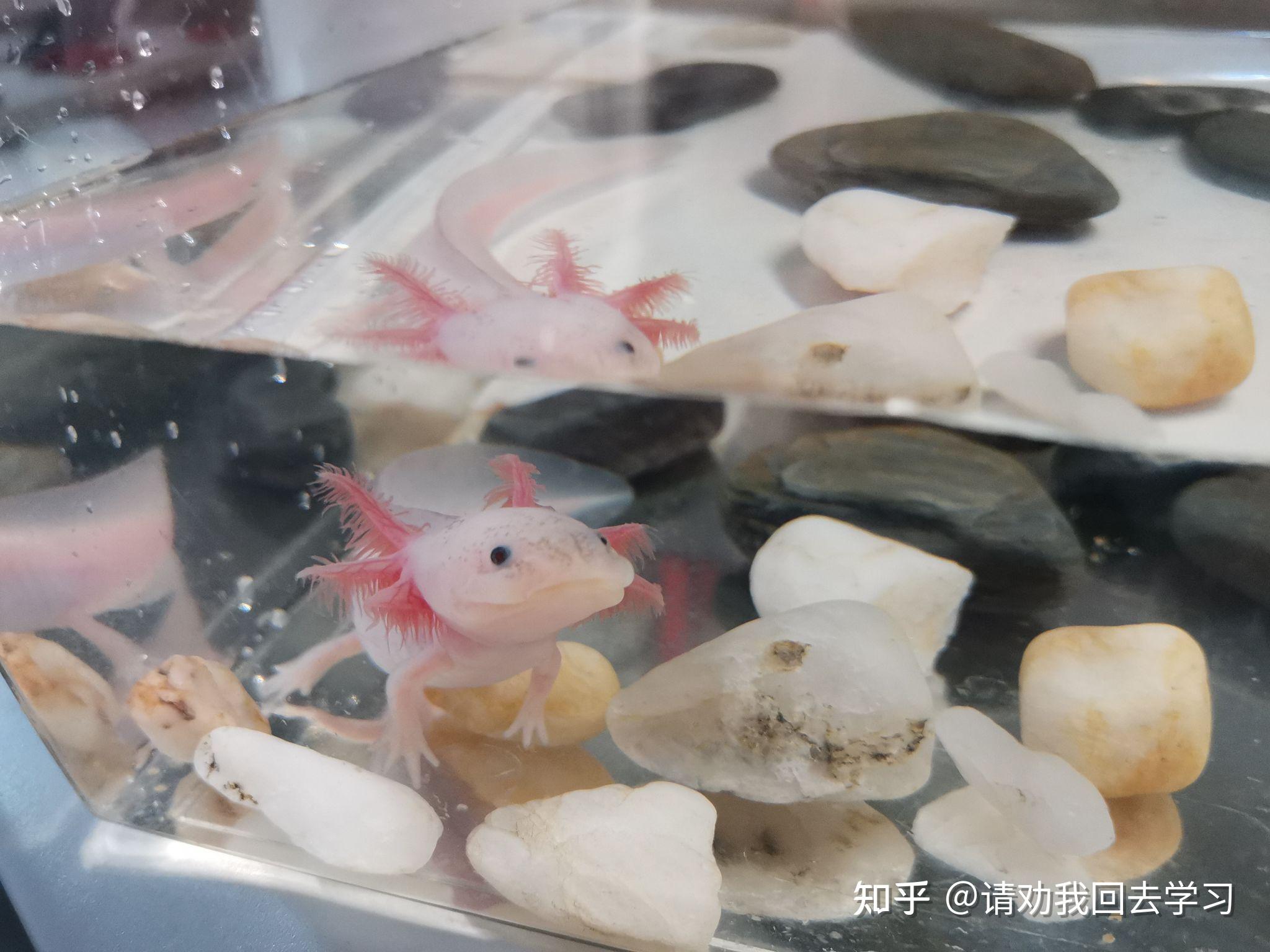 六角恐龙鱼饲料吃多少