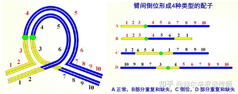 谁能帮我具体解释一下9号染色体臂间倒位的影响与指导? - 知乎