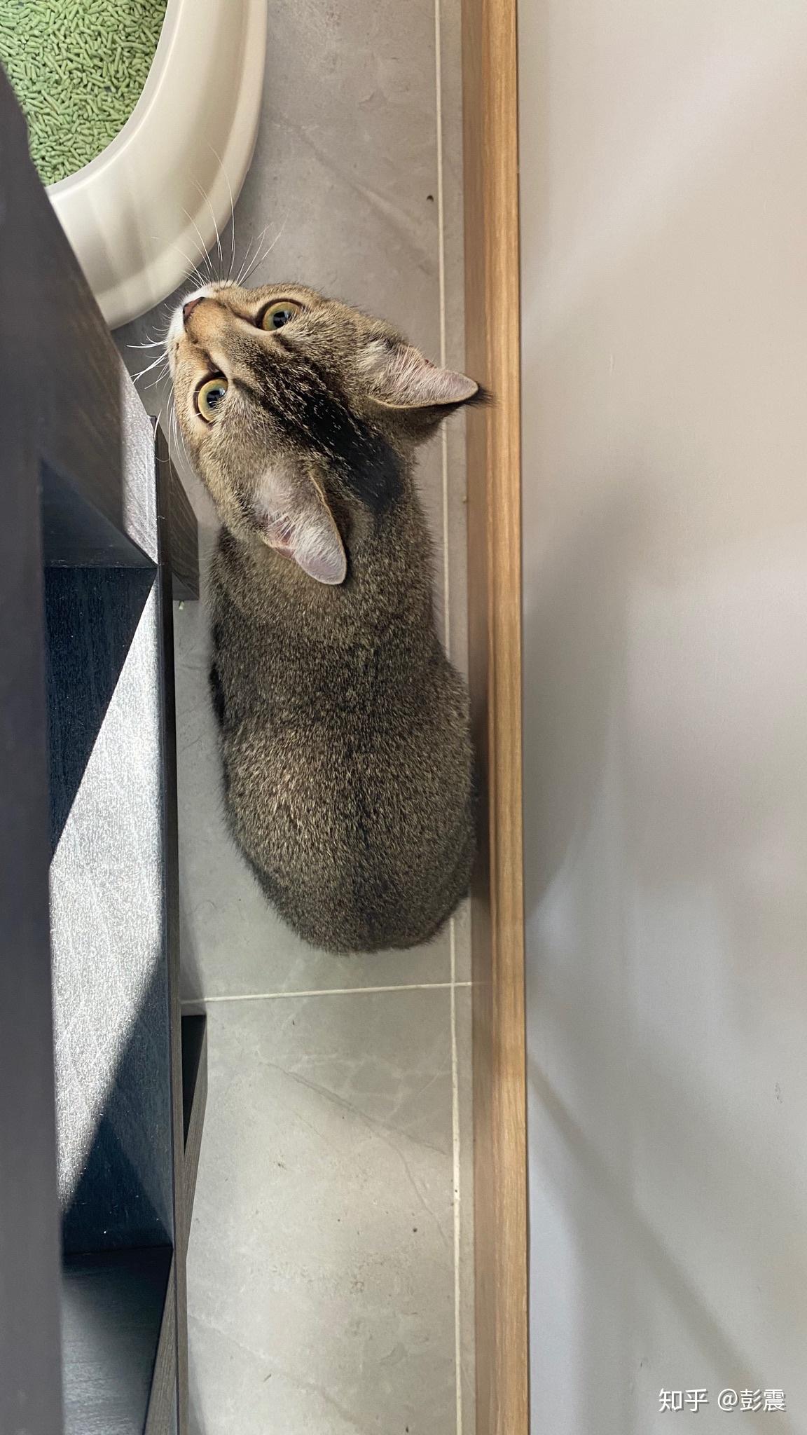 英短黑金渐层大家有了解吗