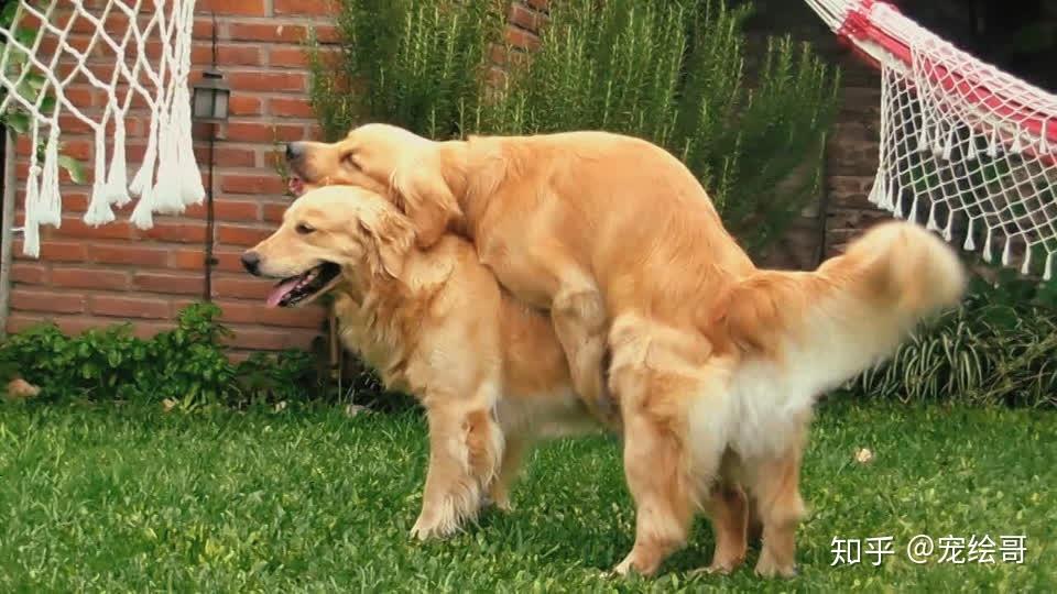 狗狗交配时会惨叫吗? - 知乎