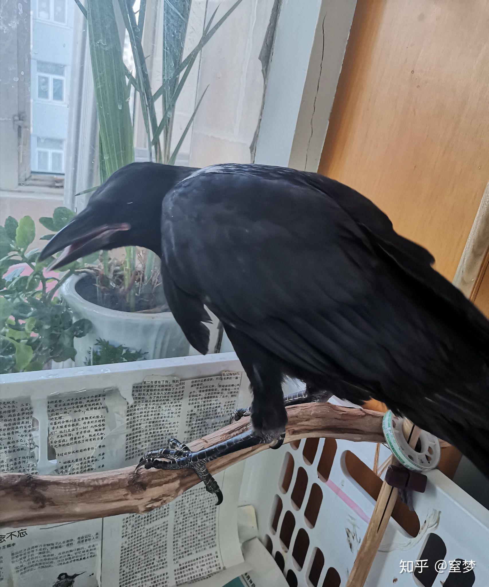 如何养一只宠物乌鸦? - 知乎
