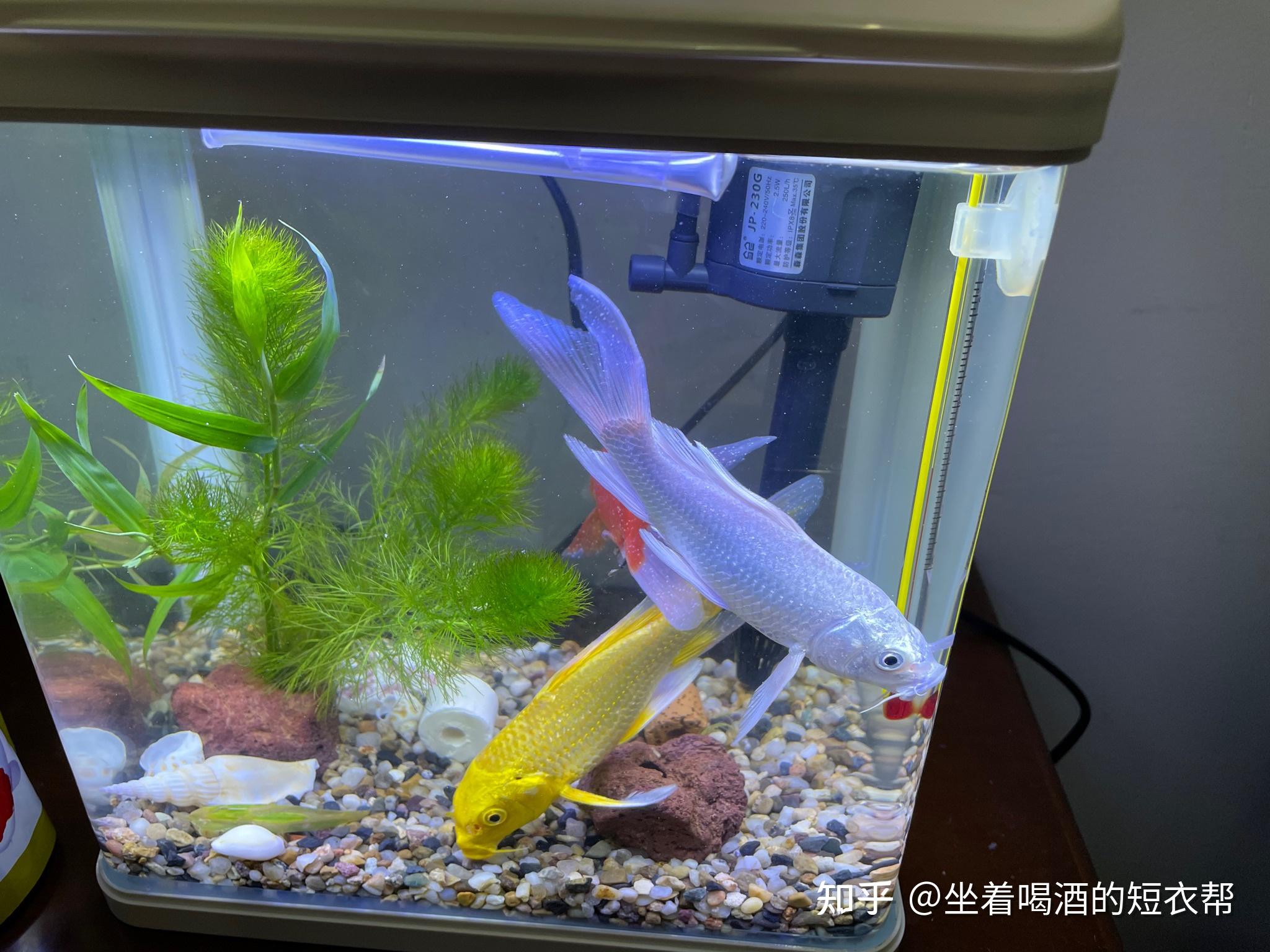 迷你鱼缸开缸第5天,闯缸鱼没死,其他鱼过水后入缸浮头全军覆没怎么办?