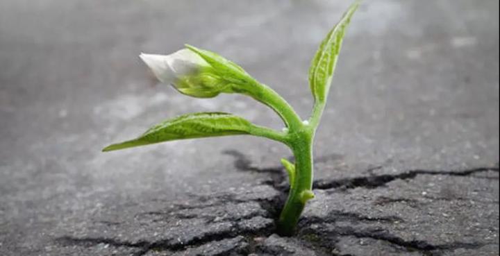 2021年高考作文押题素材:坚强(坚韧)