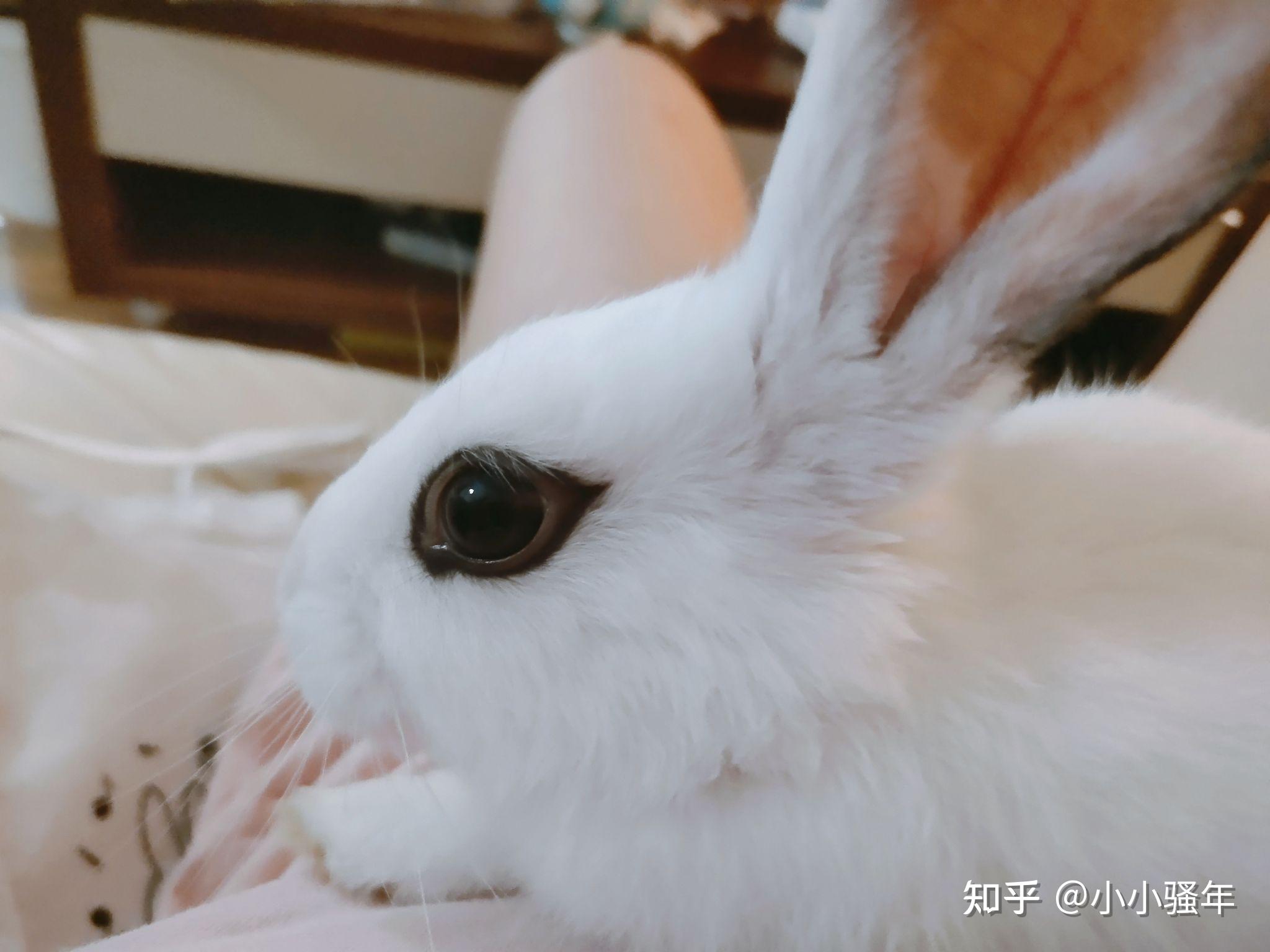 兔子的颜值可以多高? - 知乎