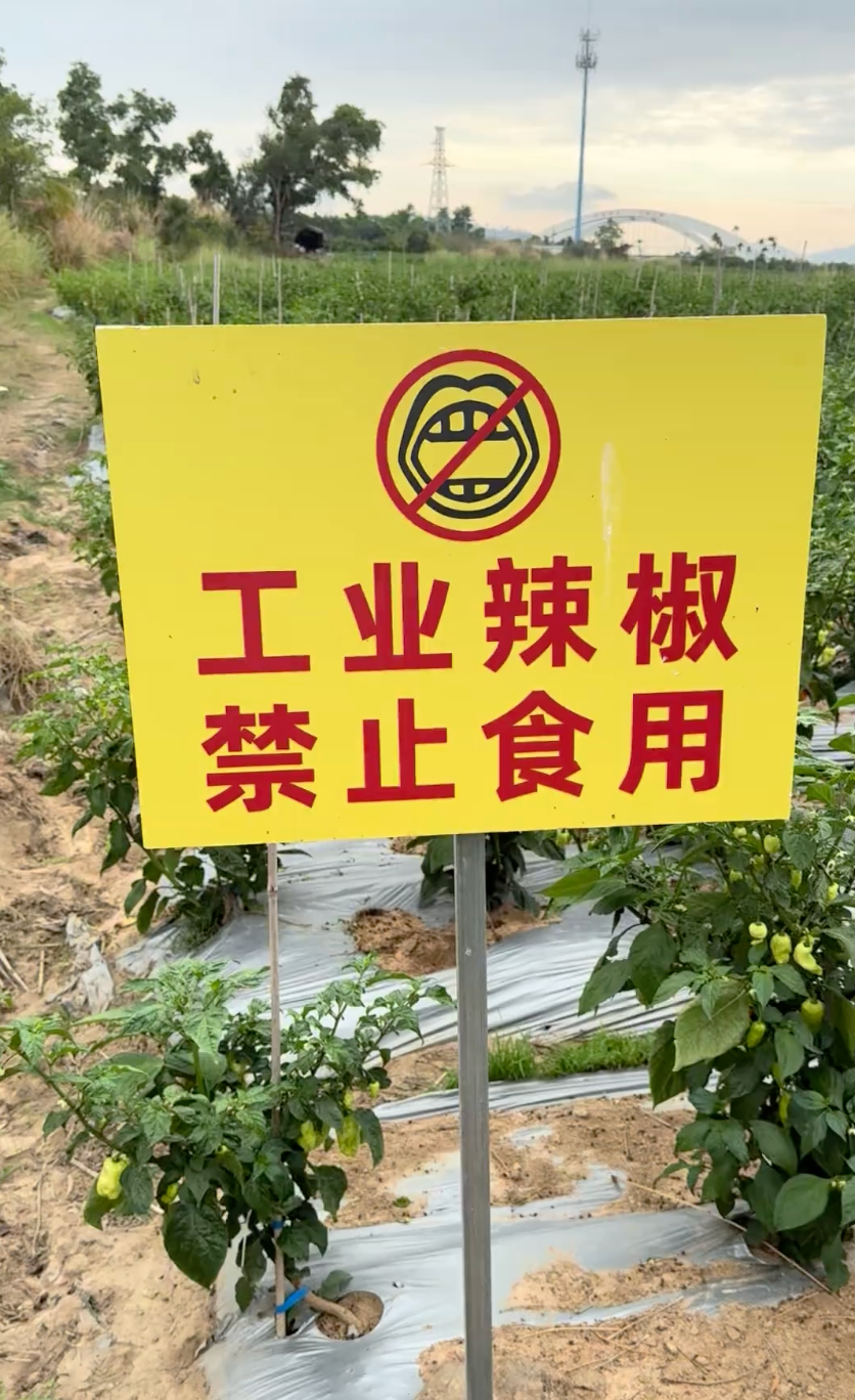 海南一块「工业辣椒，禁止食用」提示牌火了，专家称此辣椒辣度远超普通辣椒，这是种什么辣椒？它到底有多辣？