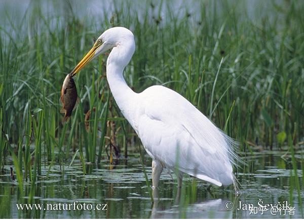 鹤鹭鹳的区别在哪