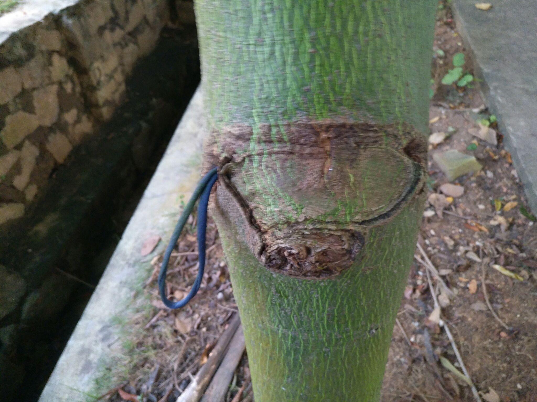 被子植物为什么需要两个精子才能受精? - 知乎
