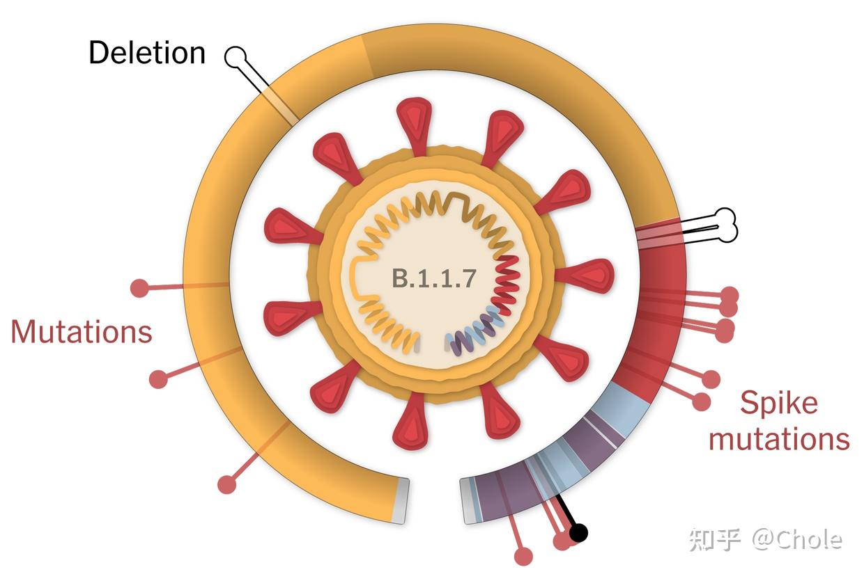 目前新冠病毒已经有哪些变体毒性如何