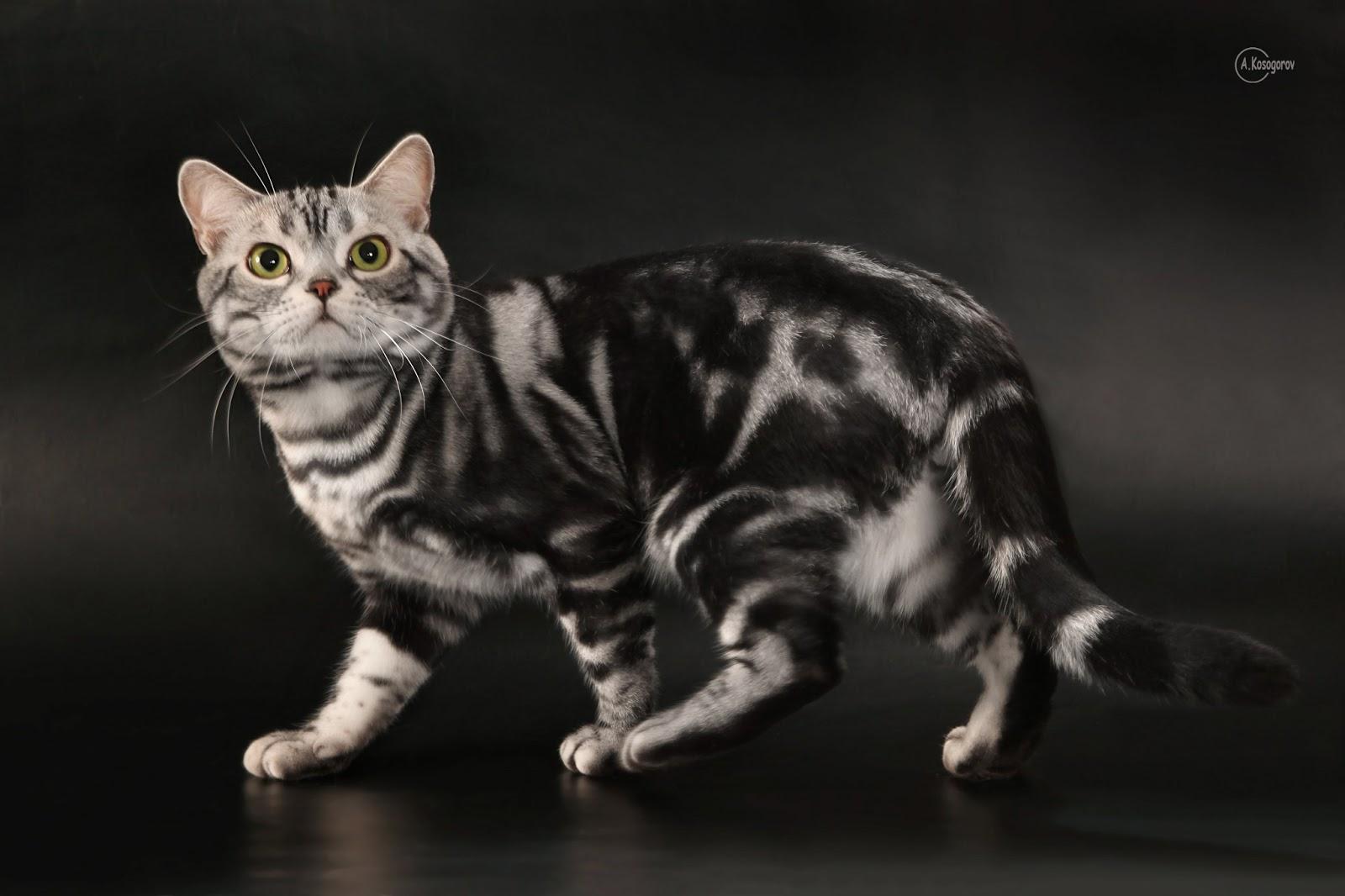 美短（美国短毛猫）和英短（英国短毛猫）有什么区别？ - 知乎