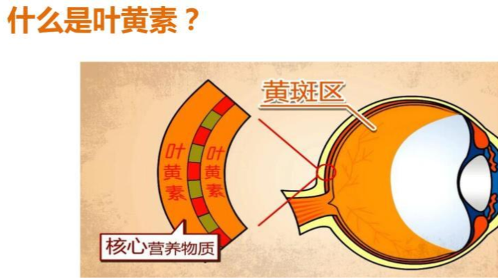 什么是叶黄素