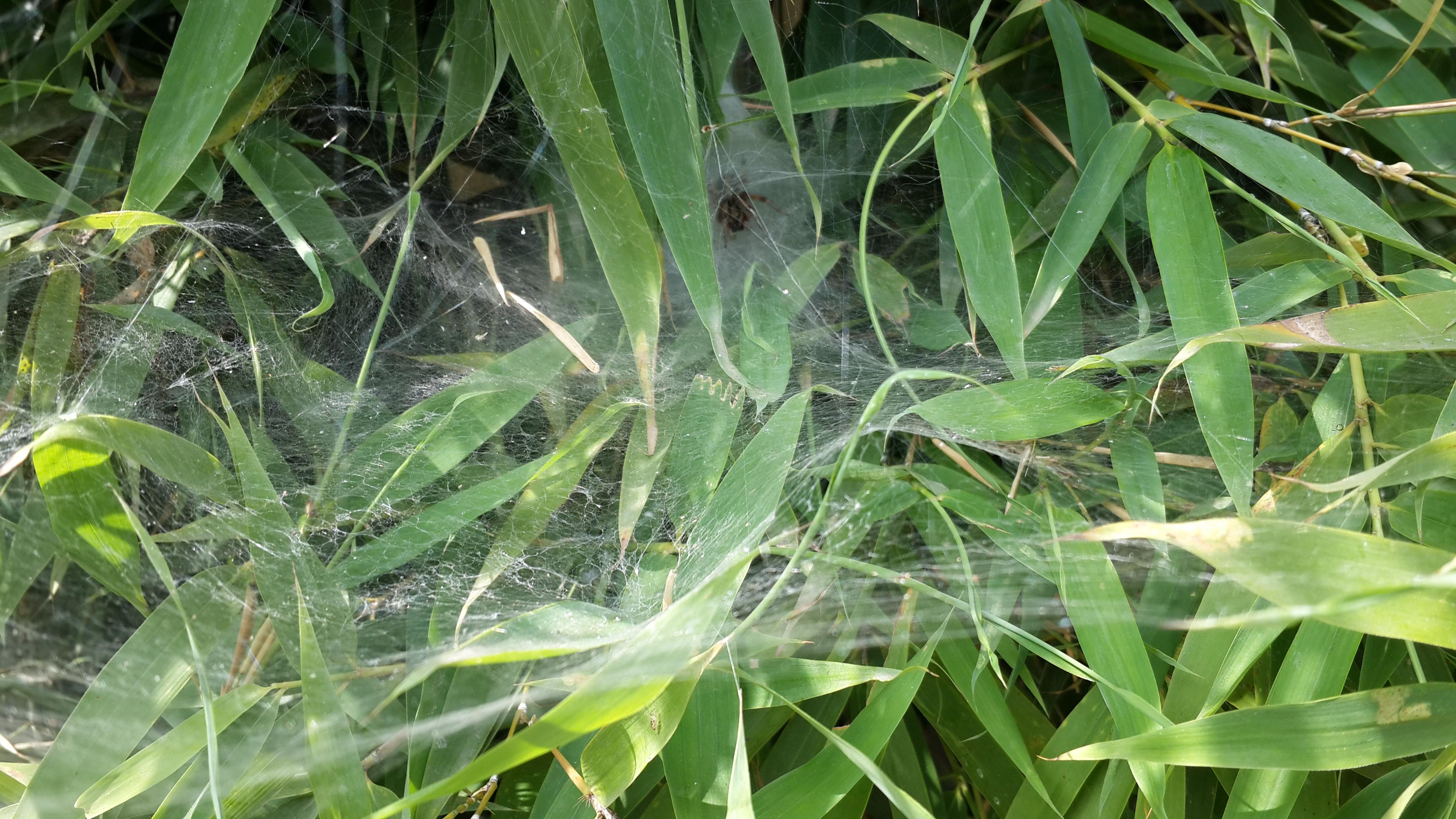 想養能結網的有趣蜘蛛,有什麼推薦嗎? - 知乎