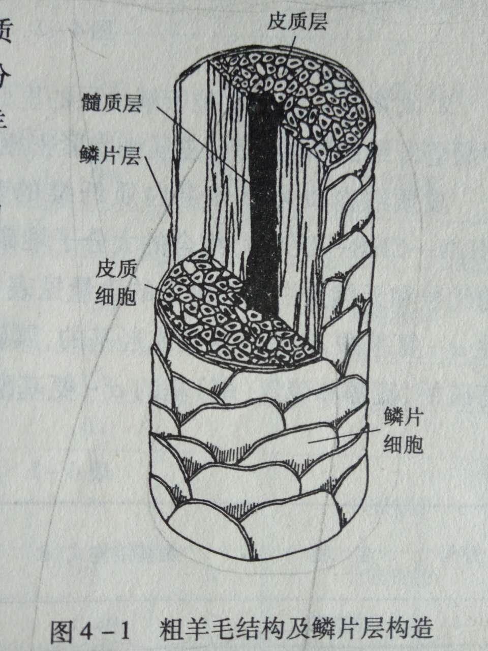 羊毛和羊绒的区别是什么?