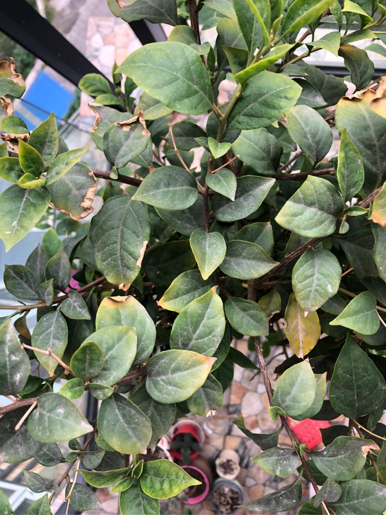 三角梅树干发白枝树叶发黄怎么救