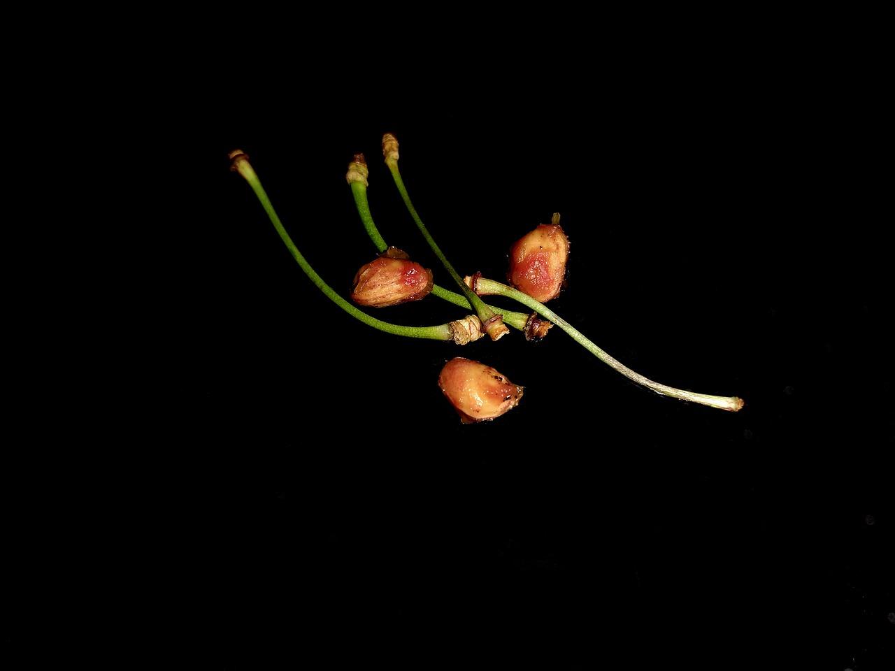 2. 3月最佳播种期