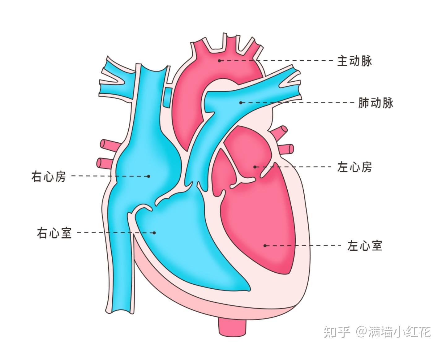 高心率的运动真的会导致心脏肥大产生相关疾病吗?