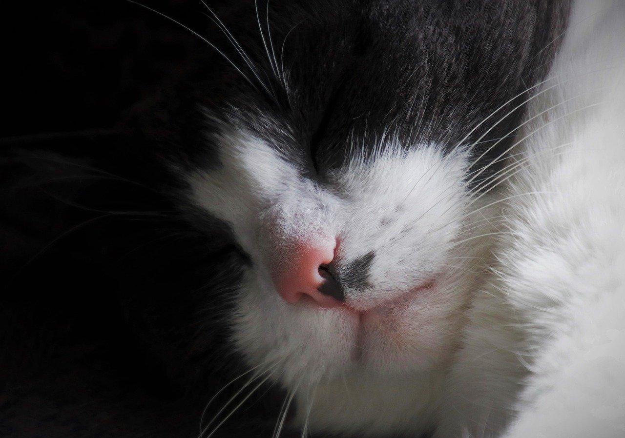 肉肉为什么叶子很厚