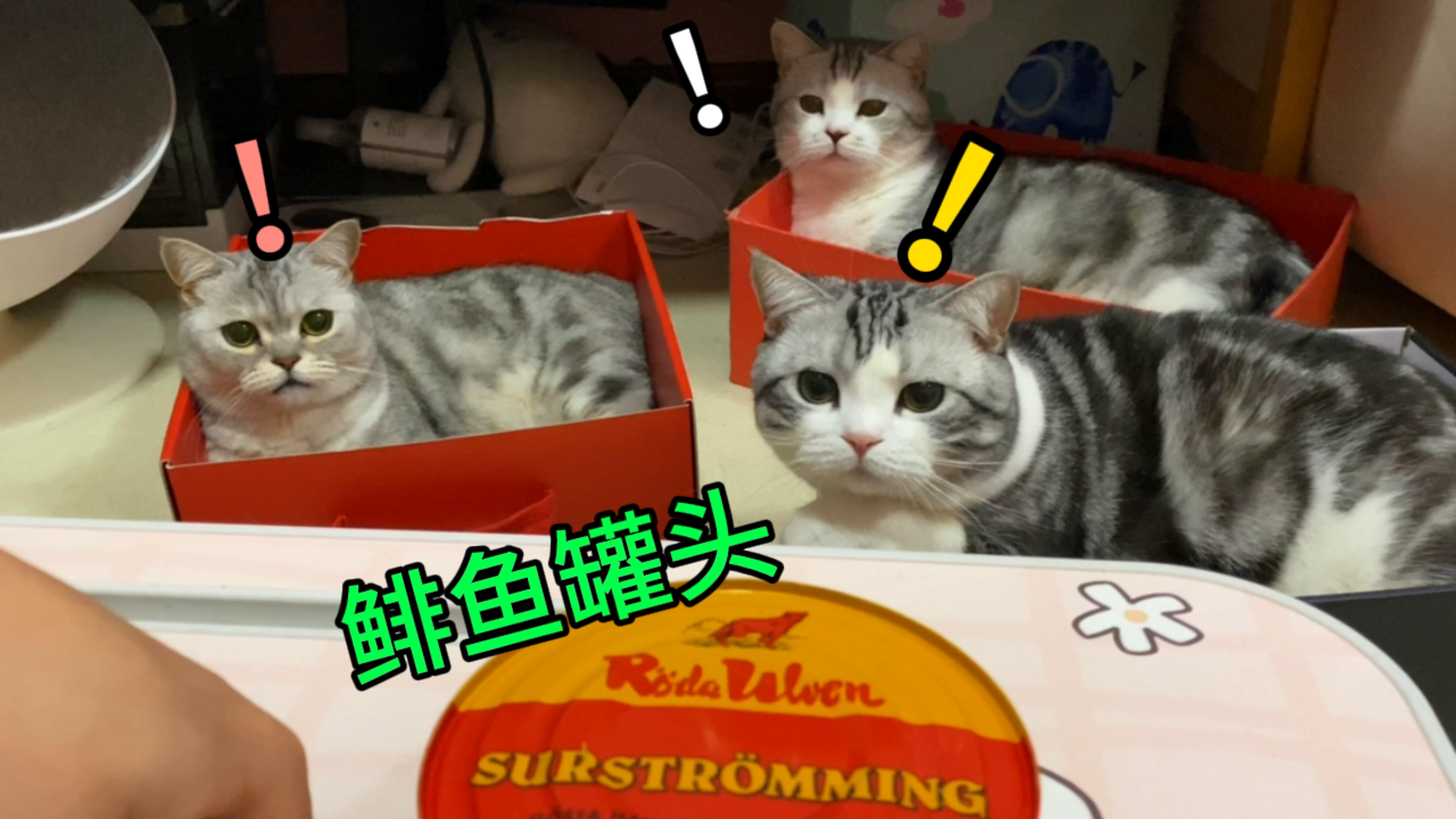 千万别当着猫的面开鲱鱼罐头猫脸都臭扭曲了