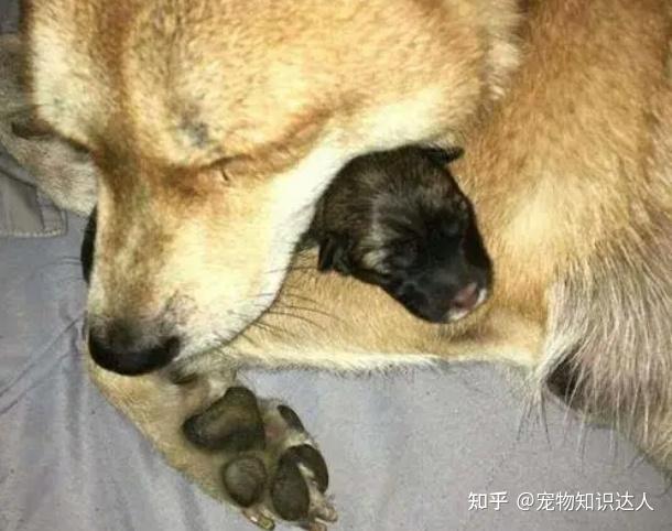 为什么狗妈妈,对刚出生的幼犬下死口?它是有苦衷的! - 知乎