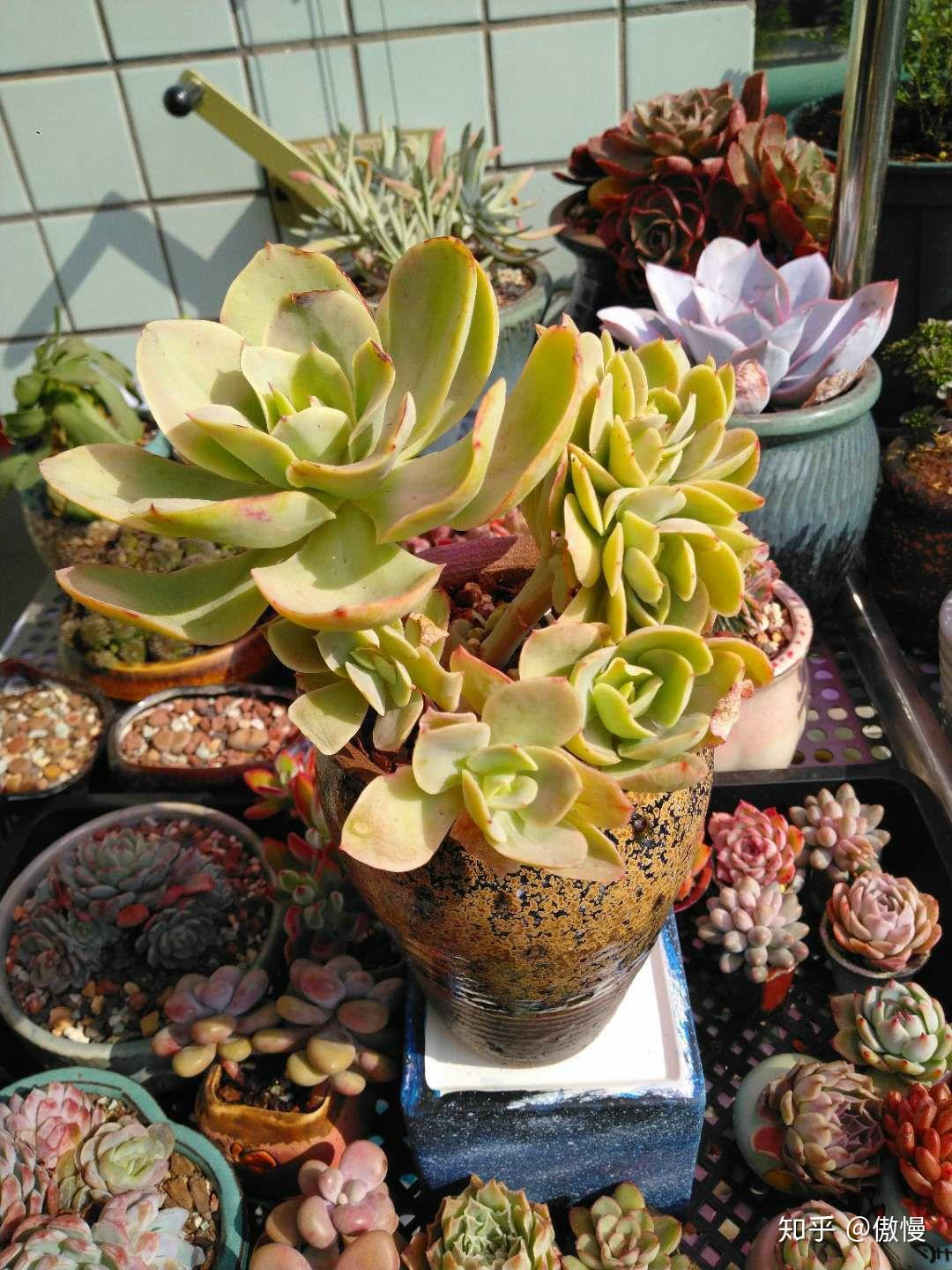 碧桃徒长怎么弄好看?