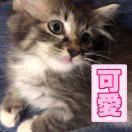 Zhihu profile picture for @masonn