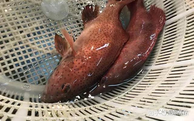 吐血整理！100种世界顶级海鲜大全实拍+详解！你吃过多少种？ - 知乎